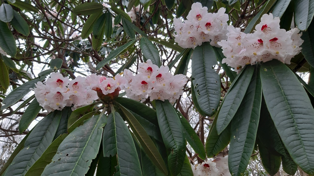 Image of R. calophytum